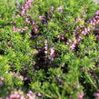 Vřesovec pleťový 'Praecox Rubra' - Erica carnea 'Praecox Rubra'