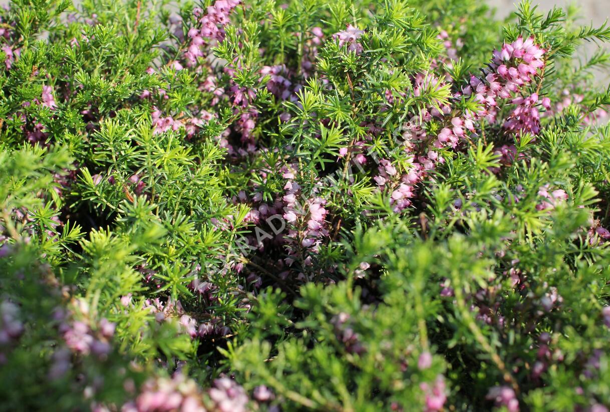 Vřesovec pleťový 'Praecox Rubra' - Erica carnea 'Praecox Rubra'