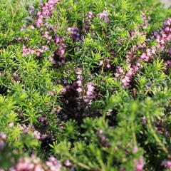Vřesovec pleťový 'Praecox Rubra' - Erica carnea 'Praecox Rubra'