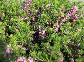 Vřesovec pleťový 'Praecox Rubra' - Erica carnea 'Praecox Rubra'