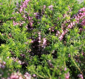 Vřesovec pleťový 'Praecox Rubra' - Erica carnea 'Praecox Rubra'