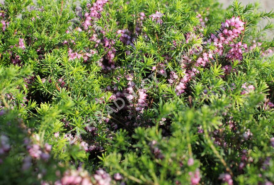 Vřesovec pleťový 'Praecox Rubra' - Erica carnea 'Praecox Rubra'
