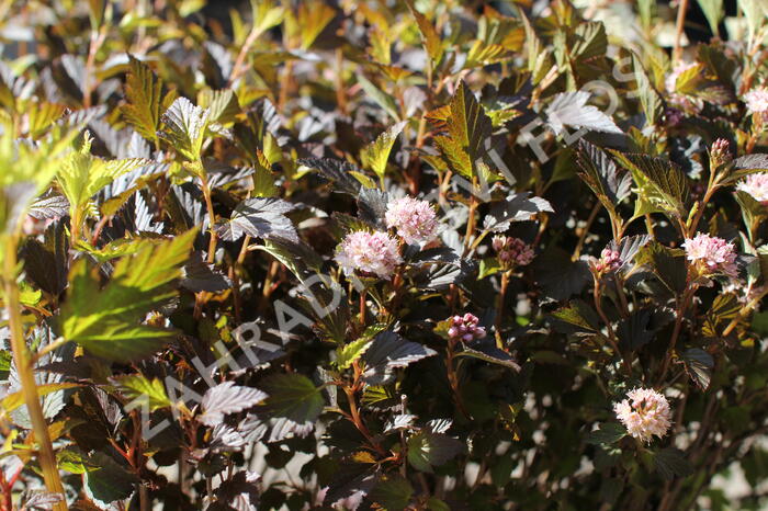 Tavola kalinolistá 'Magical Sweet Cherry Tea' - Physocarpus opulifolius 'Magical Sweet Cherry Tea'