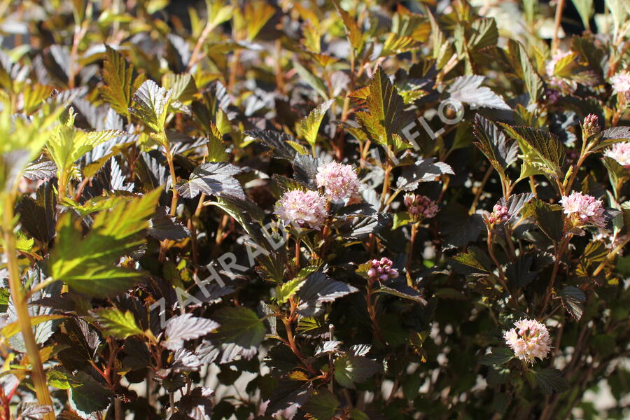 Tavola kalinolistá 'Magical Sweet Cherry Tea' - Physocarpus opulifolius 'Magical Sweet Cherry Tea'