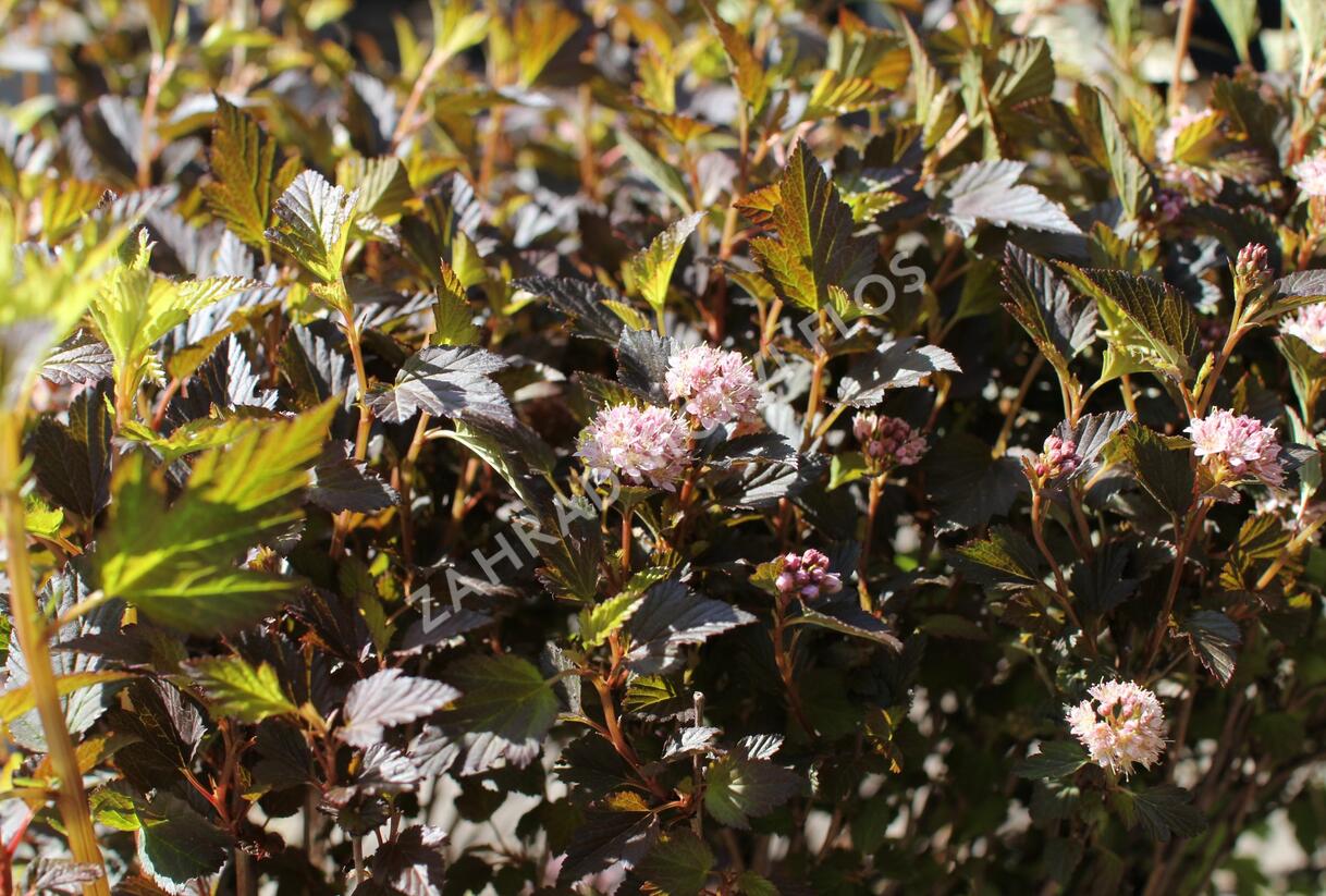 Tavola kalinolistá 'Magical Sweet Cherry Tea' - Physocarpus opulifolius 'Magical Sweet Cherry Tea'