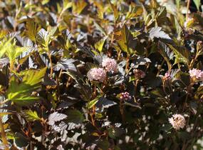 Tavola kalinolistá 'Magical Sweet Cherry Tea' - Physocarpus opulifolius 'Magical Sweet Cherry Tea'