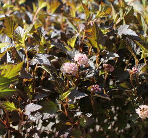 Tavola kalinolistá 'Magical Sweet Cherry Tea' - Physocarpus opulifolius 'Magical Sweet Cherry Tea'