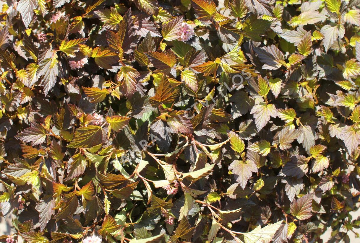 Tavola kalinolistá 'Magical Sweet Cherry Tea' - Physocarpus opulifolius 'Magical Sweet Cherry Tea'