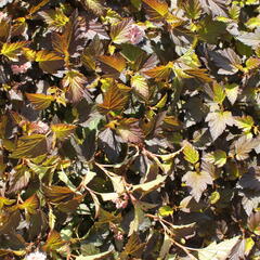 Tavola kalinolistá 'Magical Sweet Cherry Tea' - Physocarpus opulifolius 'Magical Sweet Cherry Tea'