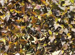 Tavola kalinolistá 'Magical Sweet Cherry Tea' - Physocarpus opulifolius 'Magical Sweet Cherry Tea'