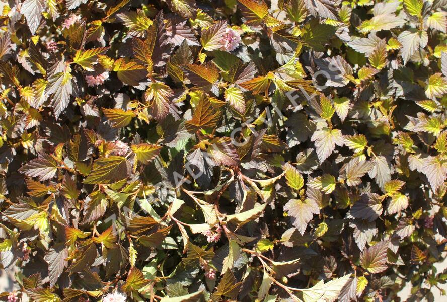 Tavola kalinolistá 'Magical Sweet Cherry Tea' - Physocarpus opulifolius 'Magical Sweet Cherry Tea'