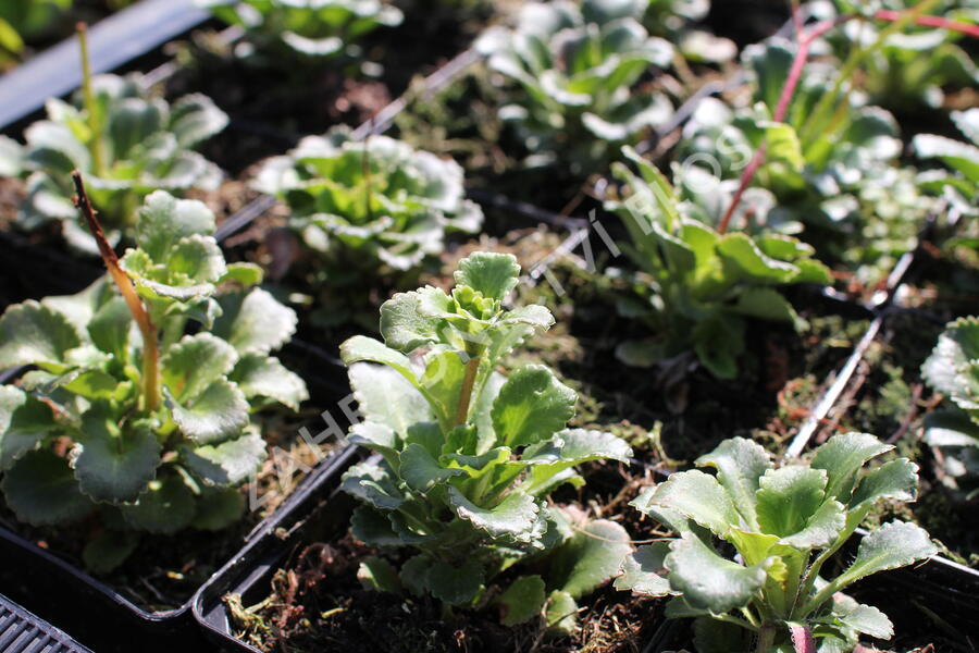 Lomikámen - Saxifraga urbium