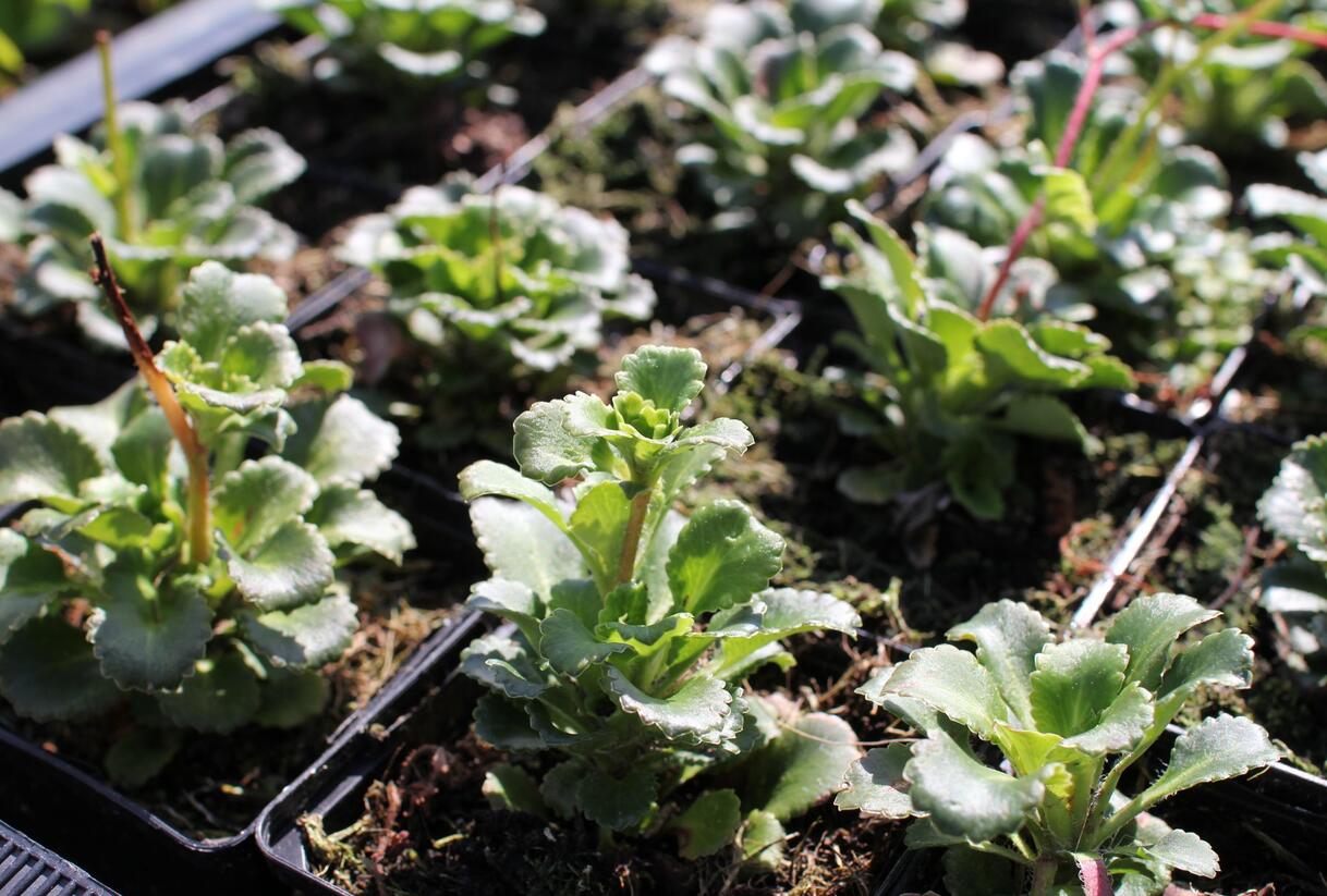 Lomikámen - Saxifraga urbium