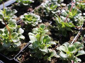 Lomikámen - Saxifraga urbium