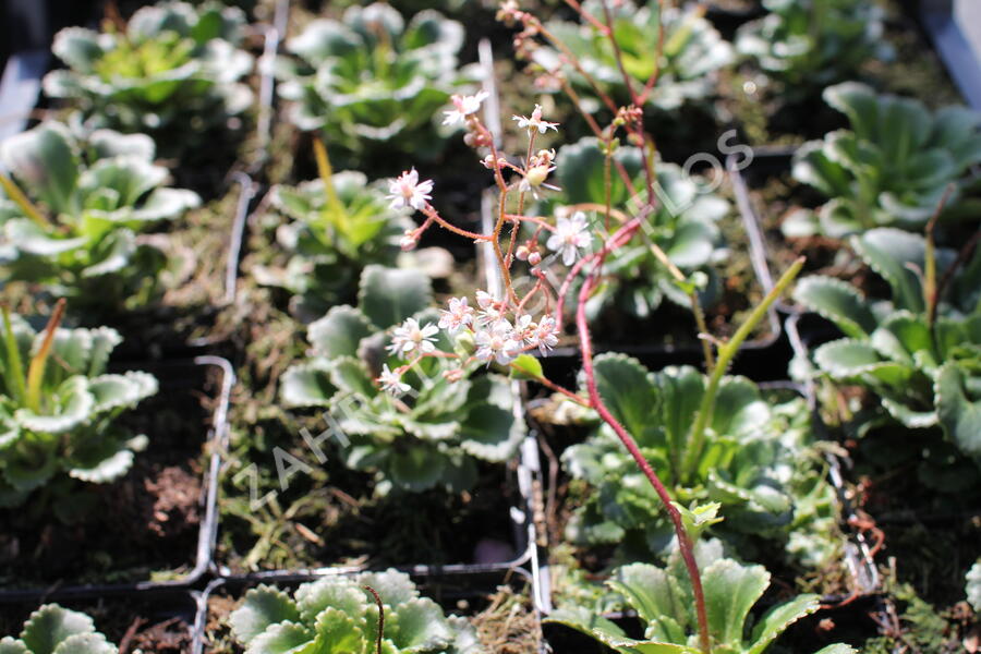 Lomikámen - Saxifraga urbium