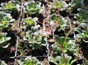 Lomikámen - Saxifraga urbium