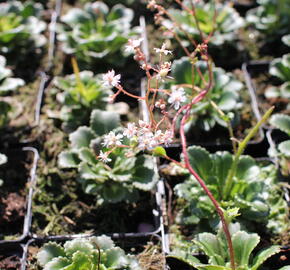 Lomikámen - Saxifraga urbium