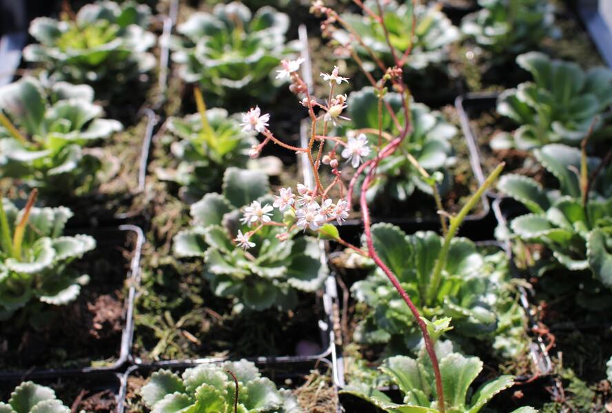 Lomikámen - Saxifraga urbium