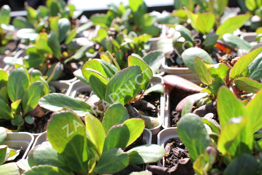 Bergénie srdčitá 'Silberlight' - Bergenia cordifolia 'Silberlight'
