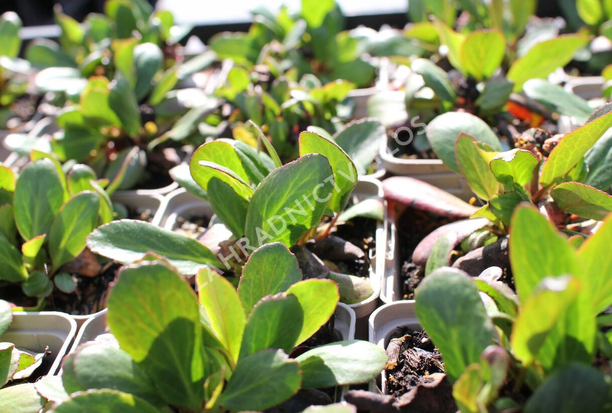 Bergénie srdčitá 'Silberlight' - Bergenia cordifolia 'Silberlight'