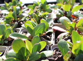 Bergénie srdčitá 'Silberlight' - Bergenia cordifolia 'Silberlight'
