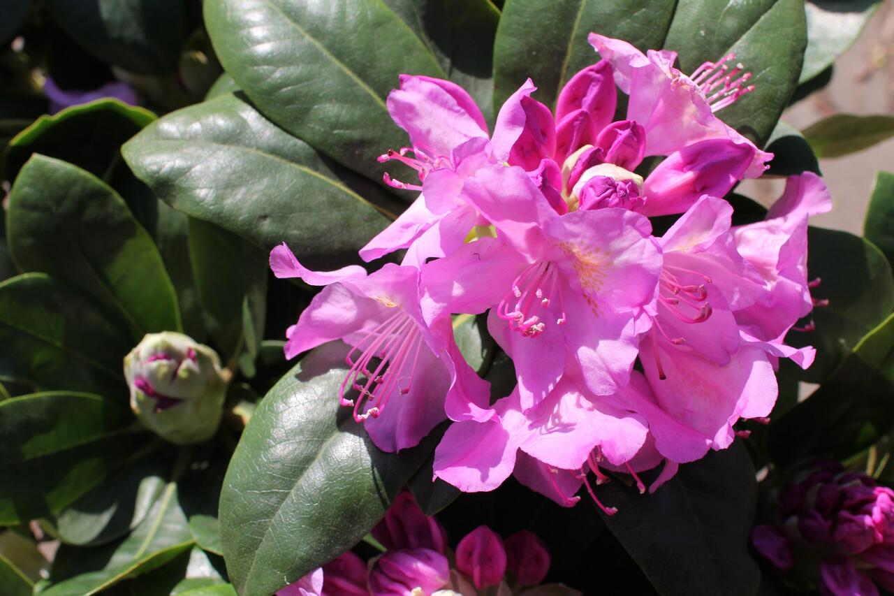 rhododendron tomentosum ätherisches öl Rhododendron Essential Oil
