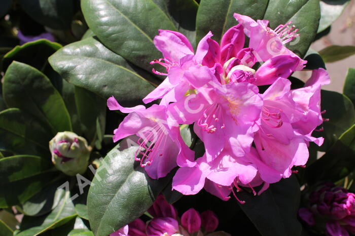 Pěnišník 'Pink Purple Dream' - Rhododendron 'Pink Purple Dream'
