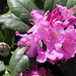 Pěnišník 'Pink Purple Dream' - Rhododendron 'Pink Purple Dream'