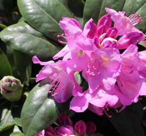 Pěnišník 'Pink Purple Dream' - Rhododendron 'Pink Purple Dream'