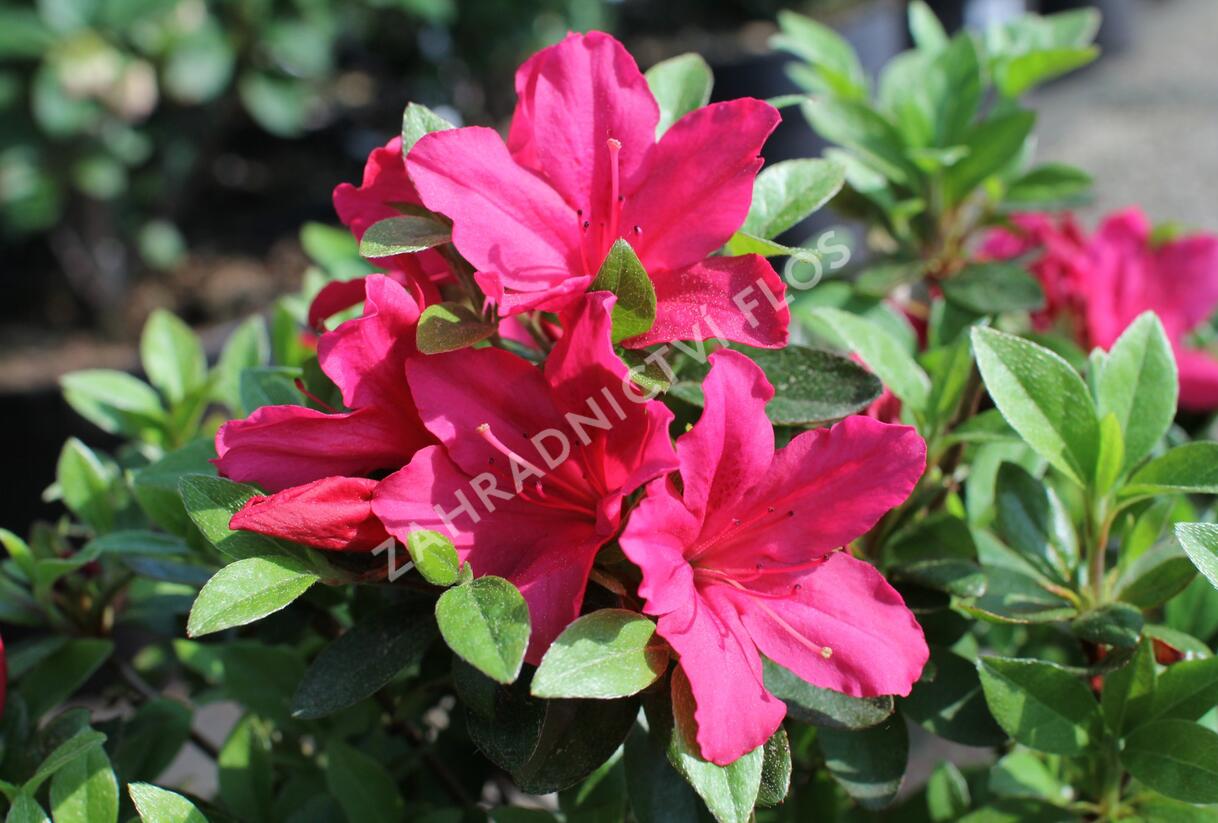 Azalka japonská 'Excelsior' - Azalea japonica 'Excelsior'