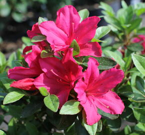 Azalka japonská 'Excelsior' - Azalea japonica 'Excelsior'