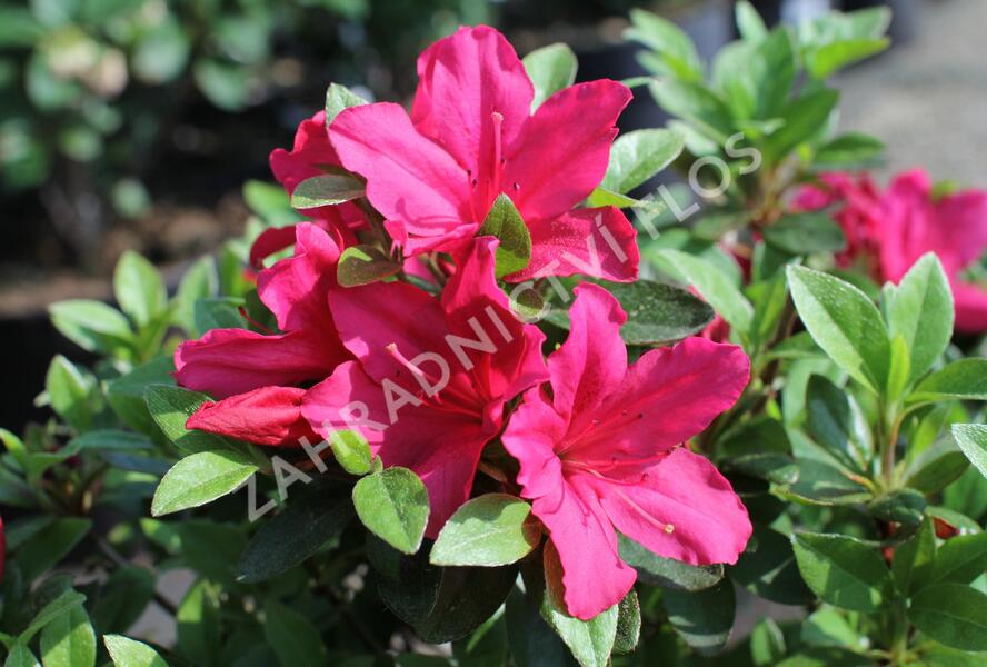 Azalka japonská 'Excelsior' - Azalea japonica 'Excelsior'