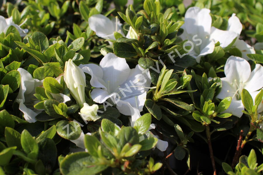 Azalka japonská 'Encore Pure White' - Azalea japonica 'Encore Pure White'