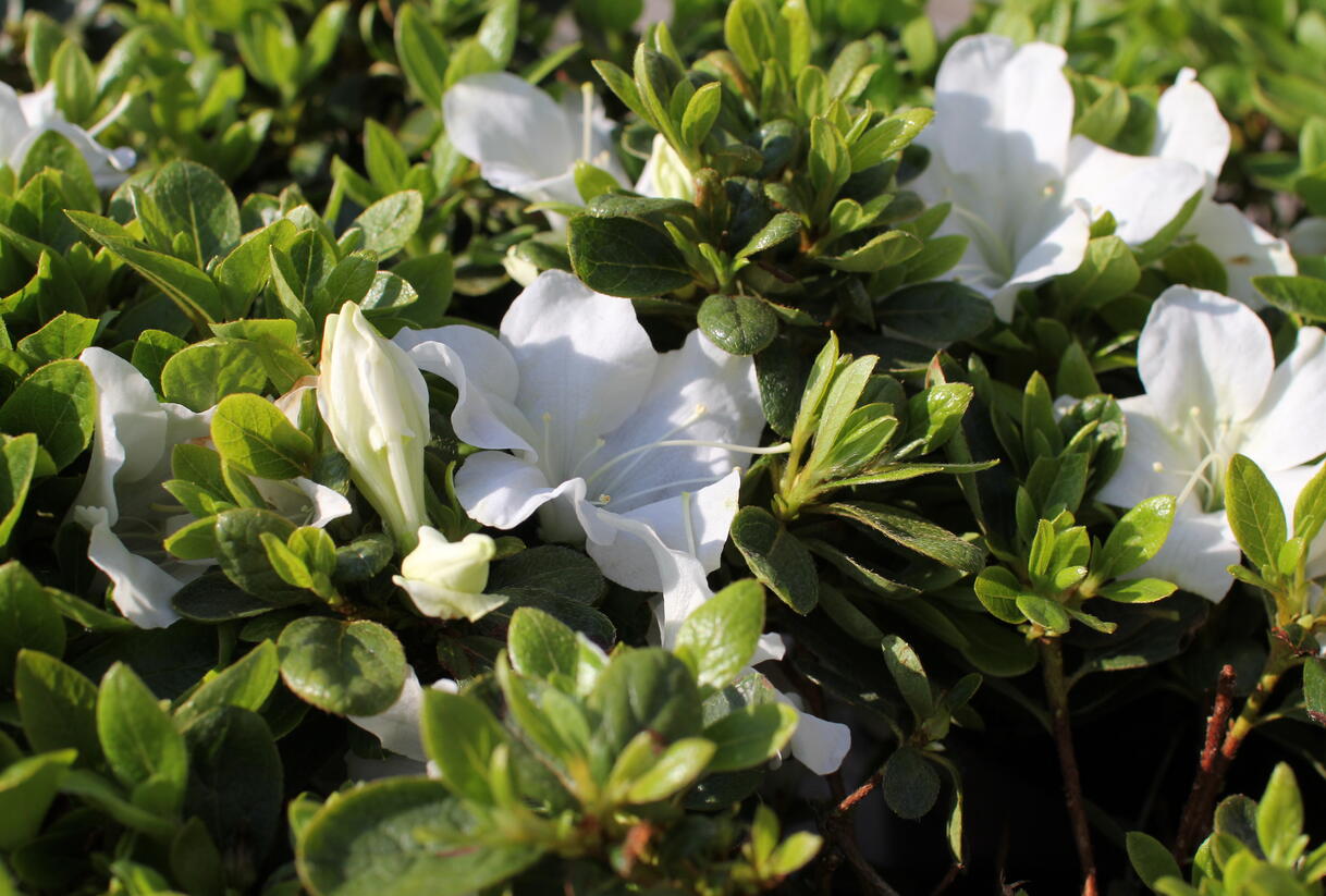 Azalka japonská 'Encore Pure White' - Azalea japonica 'Encore Pure White'