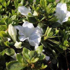 Azalka japonská 'Encore Pure White' - Azalea japonica 'Encore Pure White'