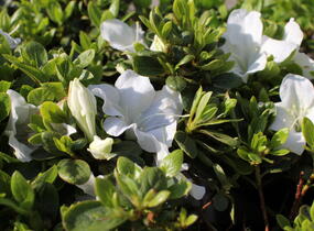 Azalka japonská 'Encore Pure White' - Azalea japonica 'Encore Pure White'