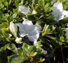 Azalka japonská 'Encore Pure White' - Azalea japonica 'Encore Pure White'