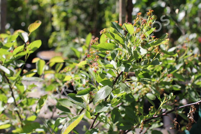 Muchovník 'Saskatoon Berry' - Amelanchier alnifolia 'Saskatoon Berry'