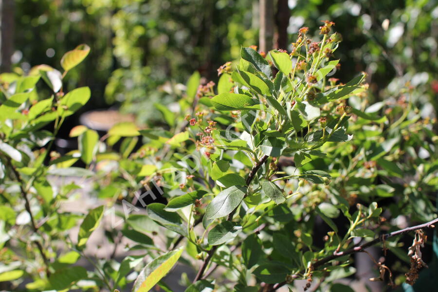 Muchovník 'Saskatoon Berry' - Amelanchier alnifolia 'Saskatoon Berry'