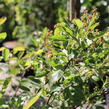 Muchovník 'Saskatoon Berry' - Amelanchier alnifolia 'Saskatoon Berry'