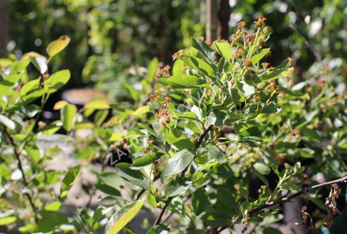 Muchovník olšolistý 'Saskatoon Berry' - Amelanchier alnifolia 'Saskatoon Berry'