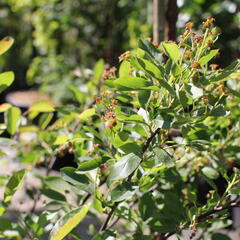 Muchovník 'Saskatoon Berry' - Amelanchier alnifolia 'Saskatoon Berry'