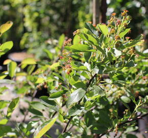 Muchovník 'Saskatoon Berry' - Amelanchier alnifolia 'Saskatoon Berry'