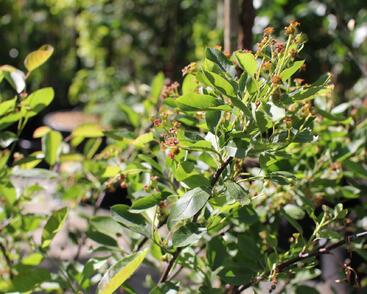 Muchovník olšolistý 'Saskatoon Berry'