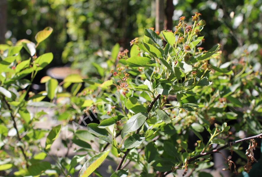 Muchovník olšolistý 'Saskatoon Berry' - Amelanchier alnifolia 'Saskatoon Berry'