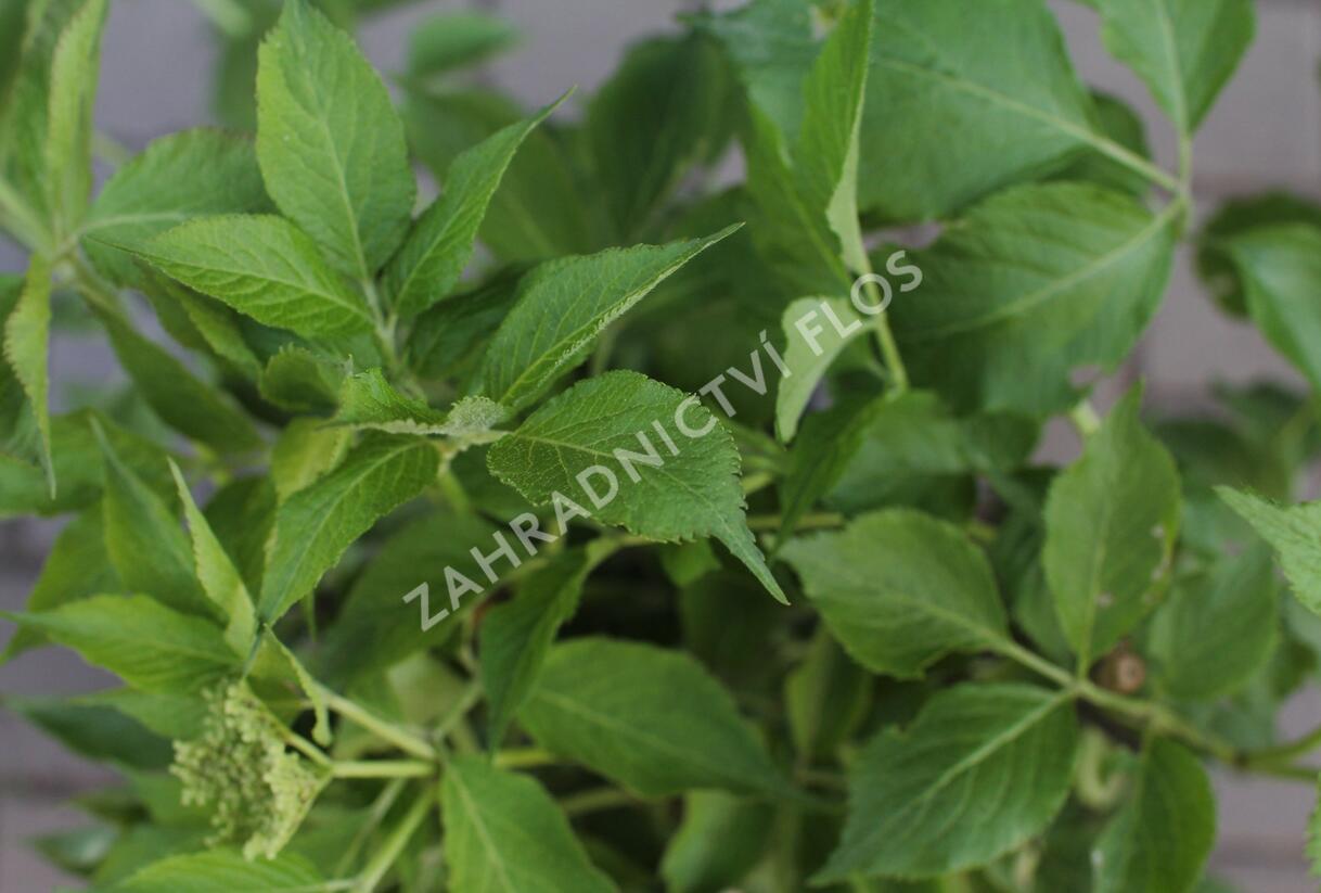 Bez černý 'Korsor' - Sambucus nigra 'Korsor'