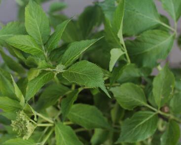 Bez černý 'Korsor'