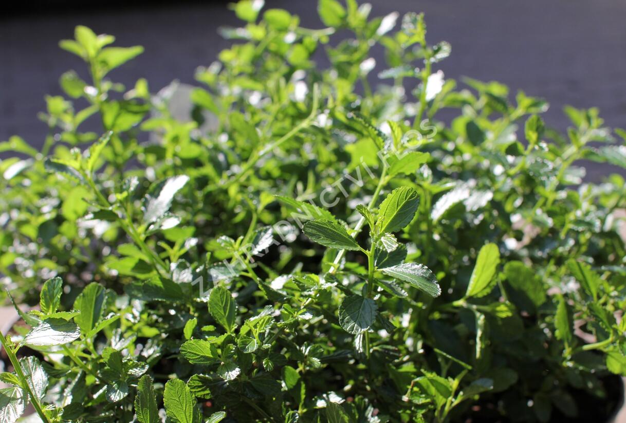 Latnatec kytkokvětý - Ceanothus thyrsiflorus repens