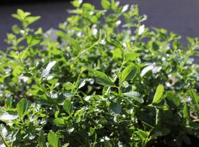 Latnatec kytkokvětý - Ceanothus thyrsiflorus repens