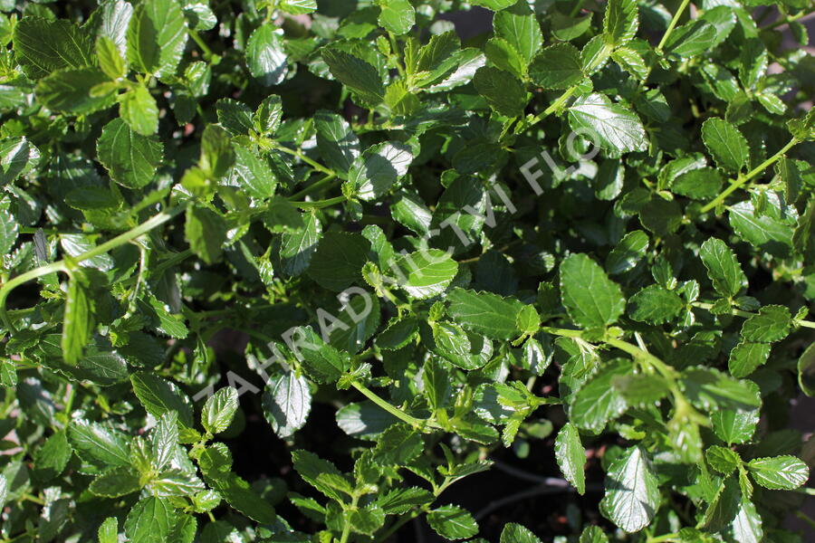 Latnatec kytkokvětý - Ceanothus thyrsiflorus repens